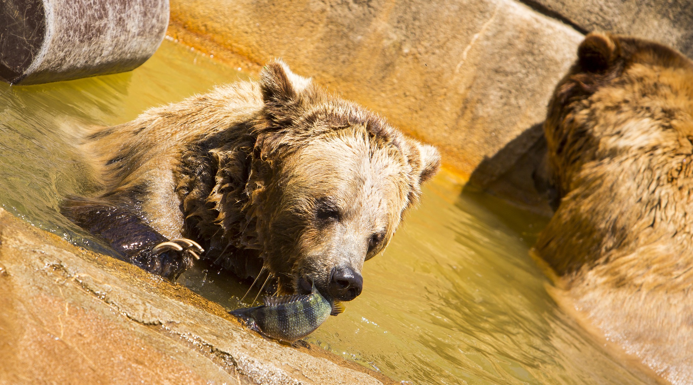 UW-Milwaukee provides a tasty treat for fish-eating zoo animals: live prey
