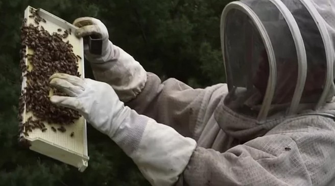 Interviews with UW-River Falls team conducting bee research