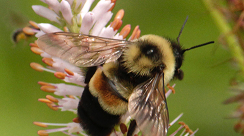 Pollinator Patch Program work continues through winter to help create rare bee habitat at UW-Parkside