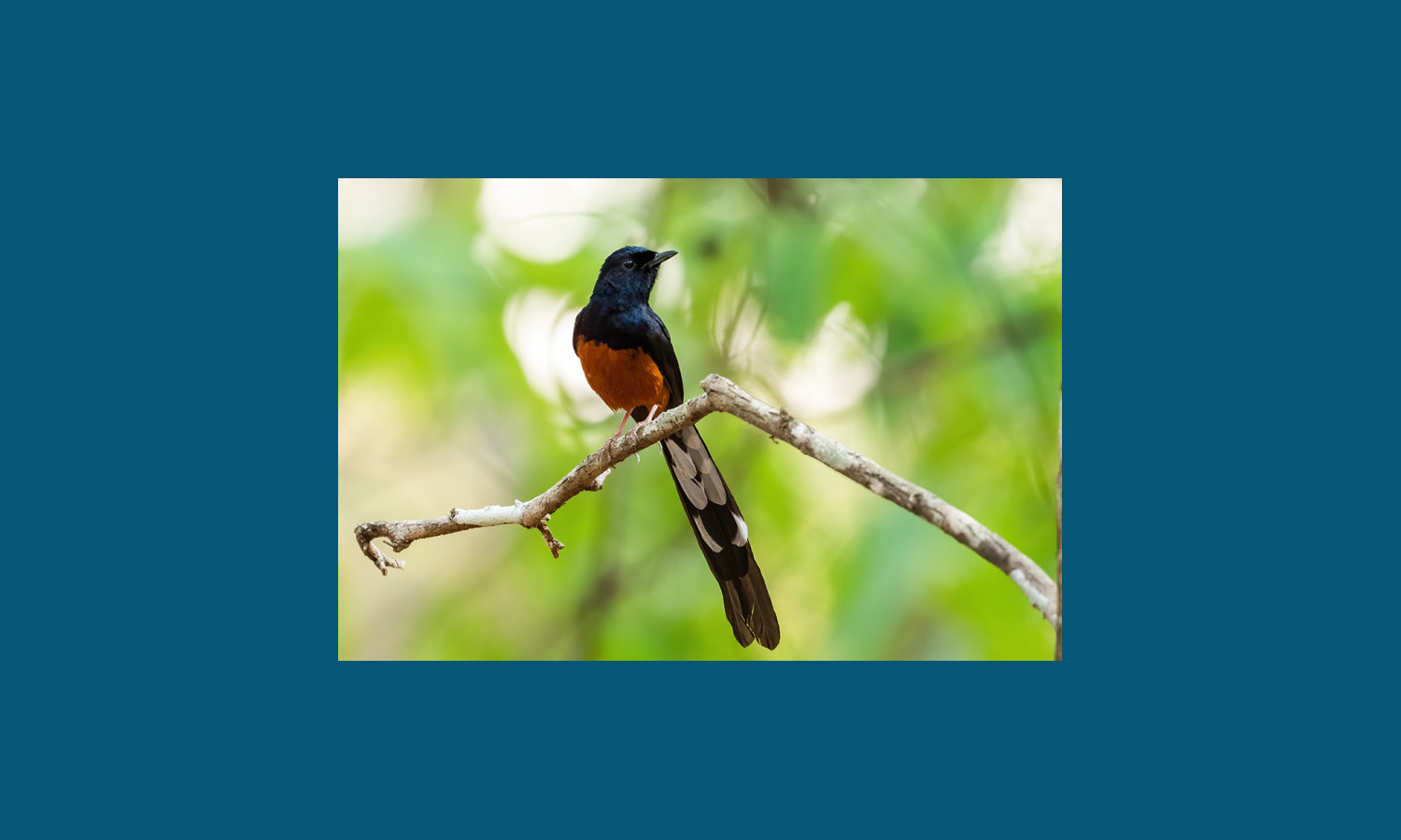 Why do birds make so many different sounds? A new UW–Madison study gets at the underlying factors