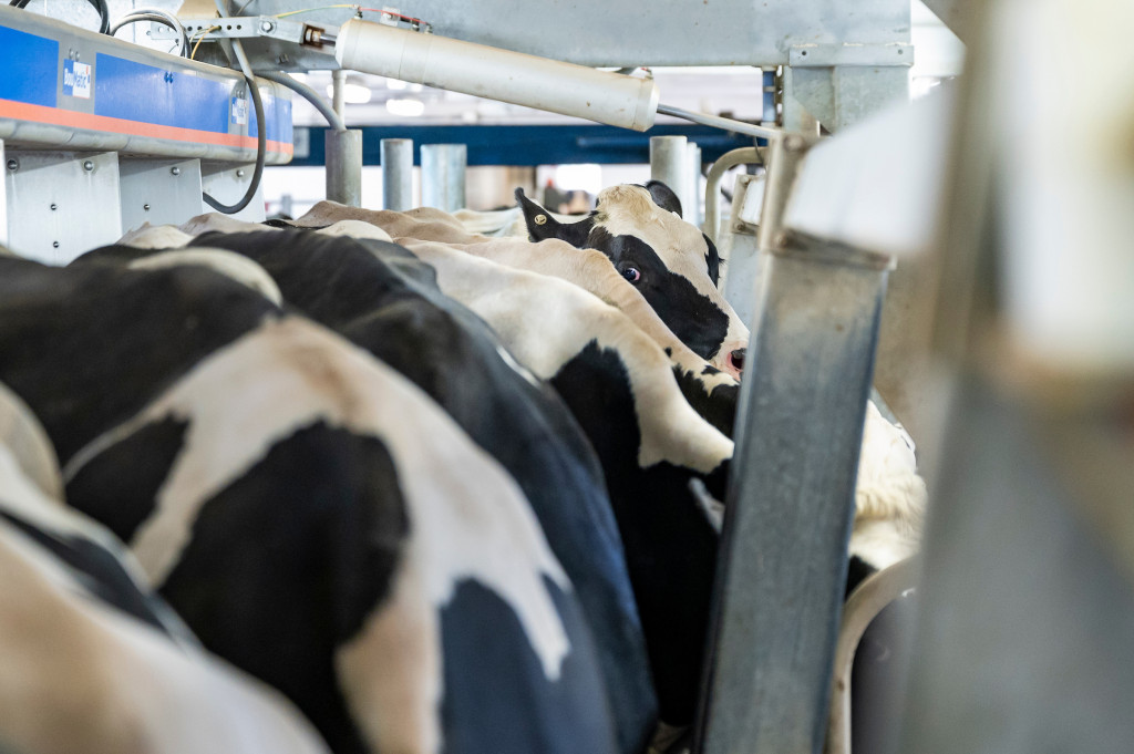 UW–Madison virologists are at the forefront of efforts to keep tabs on avian influenza in dairy milk